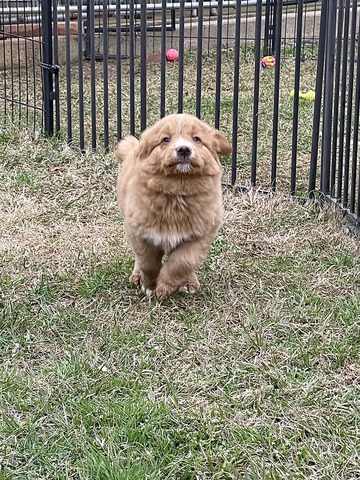 Promise at 8 weeks