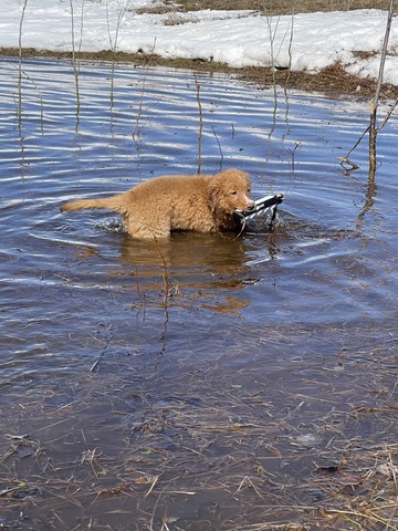Learning to retrieve in water