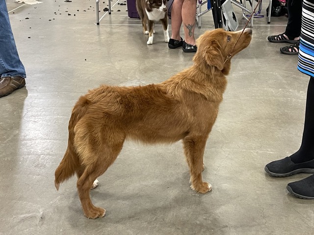 First AKC show at 6 months