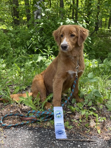 Promise's first title ribbon (Trick Dog Novice)