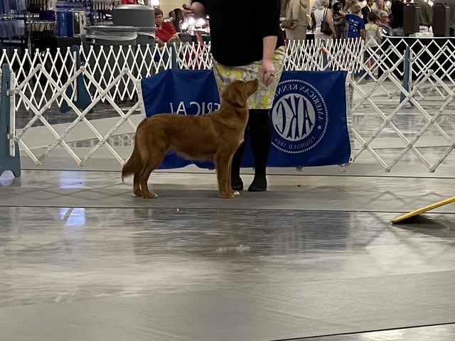 First AKC show at 6 months