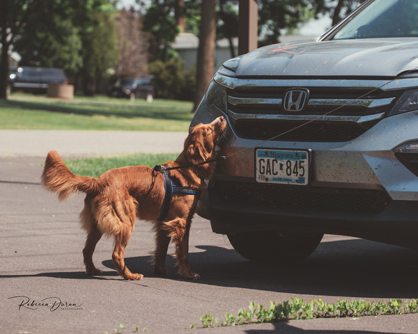 Nosework vehicle search