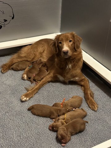 Promise with her first litter of puppies (sired by Biggy)