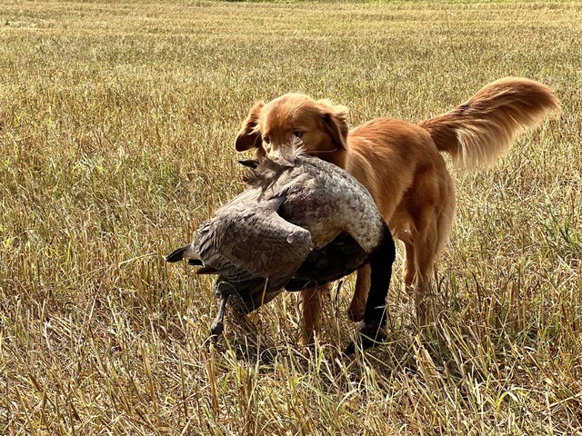 Learning how to carry the big geese