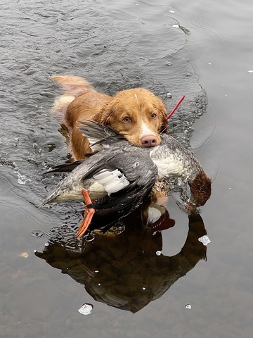 Hunting the river
