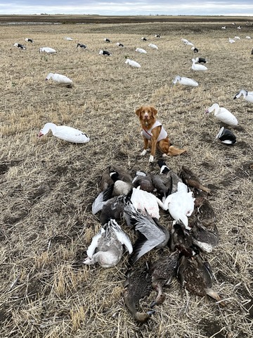 Goose hunt in Canada 