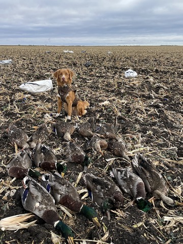 Duck & goose hunt in Canada 