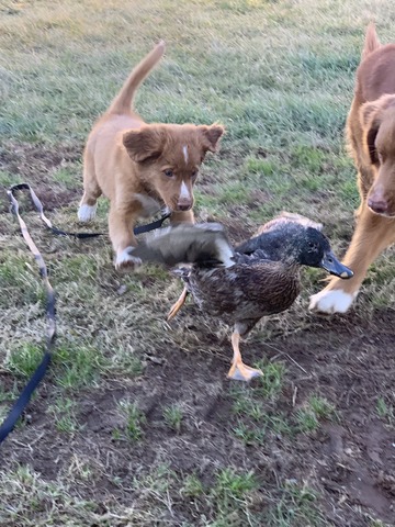 First live duck!