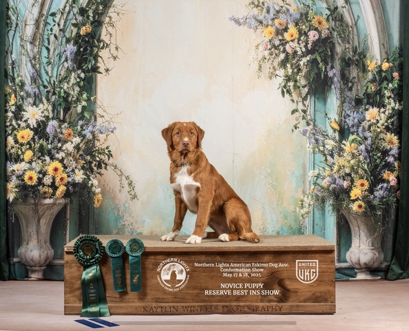 Treason - UKC Reserve Best Novice Puppy in Show