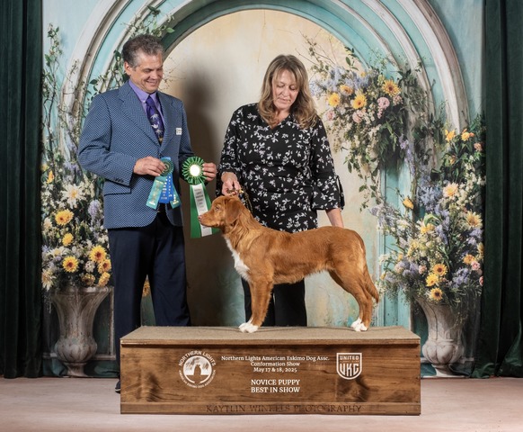 Treason - UKC Best Novice Puppy in Show 