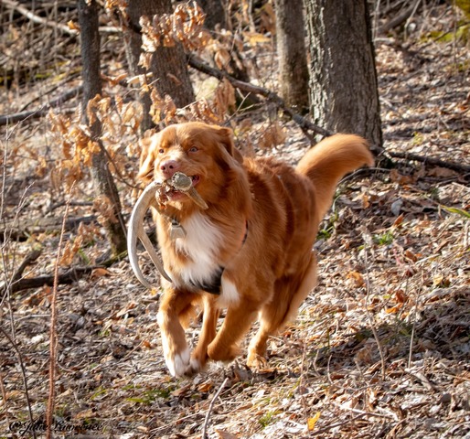 Mojo - shed hunting