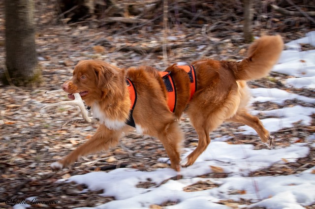 Mojo - shed hunting