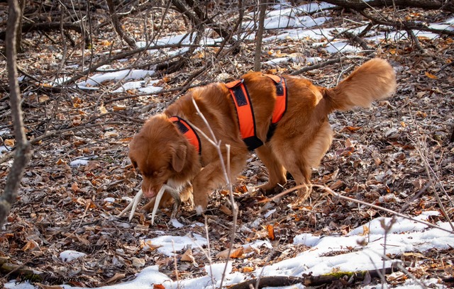 Mojo - shed hunting