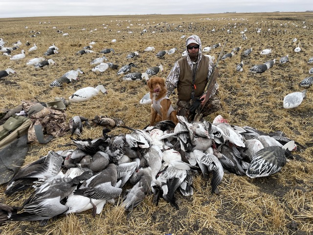 Mojo - Snow Goose hunting in Canada