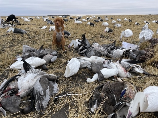 Mojo - Snow Goose hunting in Canada