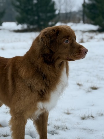 Mojo - 3 years old