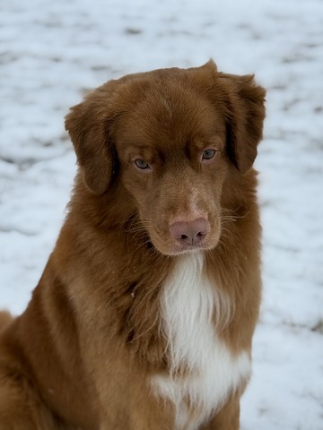 Mojo - 3 years old