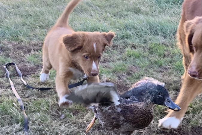 Ever’s first live duck at 10 weeks old